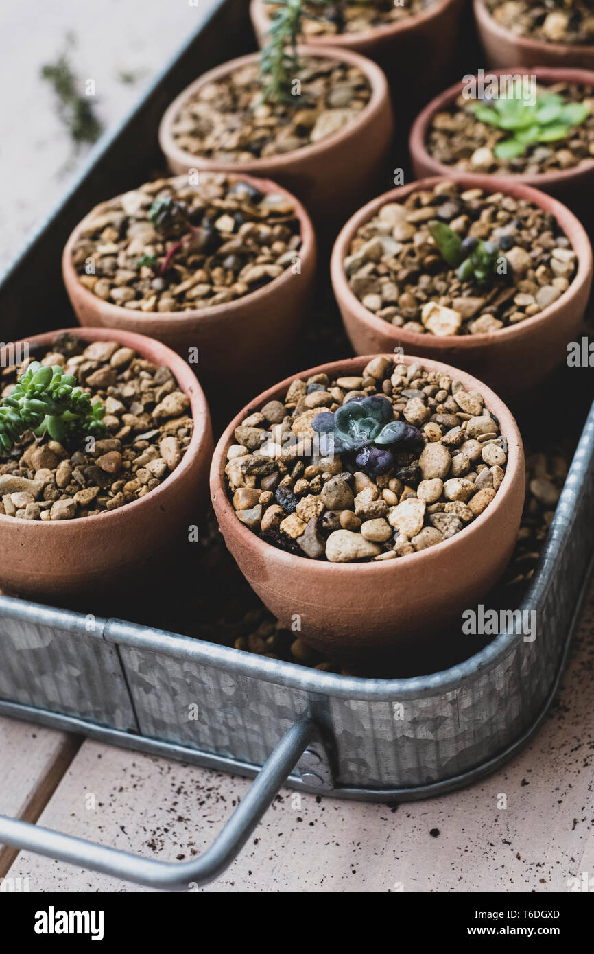 Angolo alto chiudere il vassoio con piante succulente piantate in ghiaia in vasi di terracotta. Foto Stock
