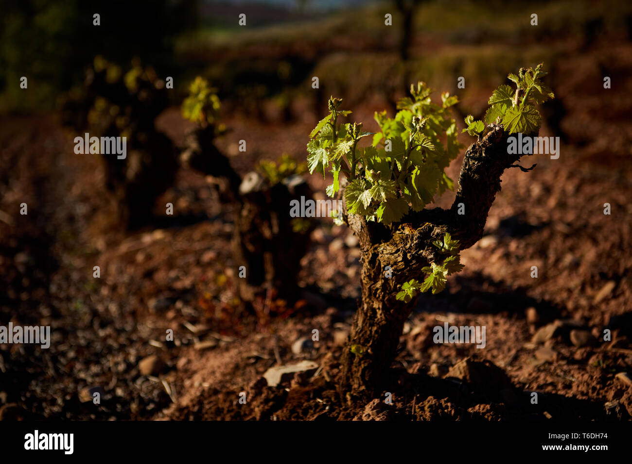 30/4/19 foglie giovani riprese in tempranillo vigneti vicino a Azofra (La Rioja), Spagna. Foto di James Sturcke | sturcke.org Foto Stock