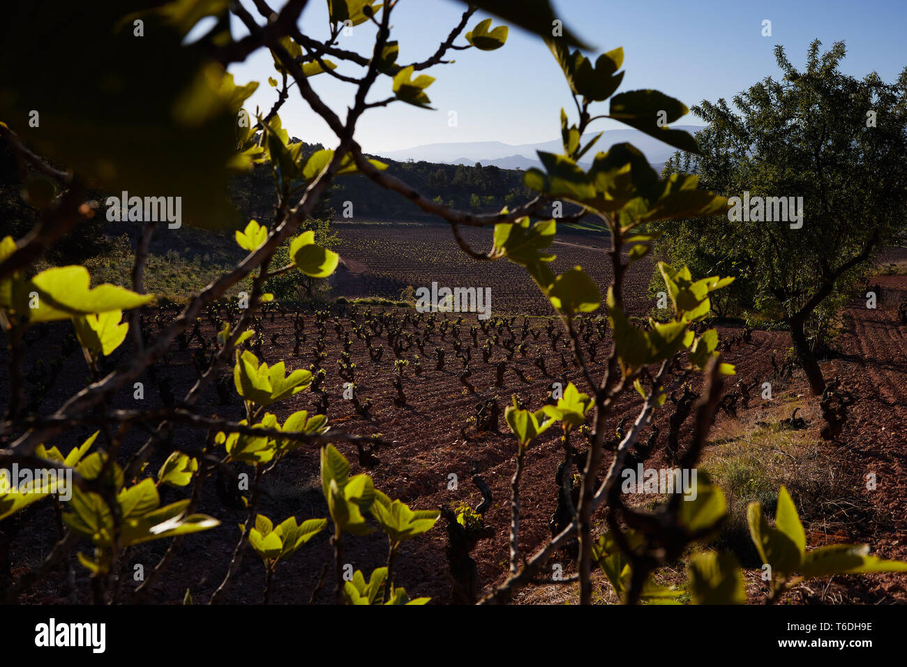 30/4/19 Fig e mandorli crescere tra i vigneti vicino a Azofra (La Rioja), Spagna. Foto di James Sturcke | sturcke.org Foto Stock