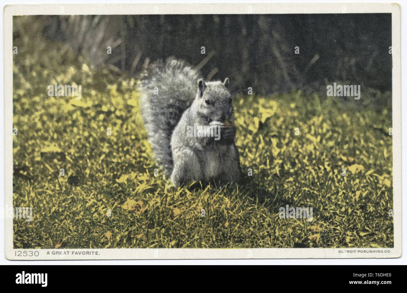 Cartolina a colori con una vista ravvicinata di uno scoiattolo grigio, in piedi sulle zampe posteriori in uno spazio erboso, con un tronco di albero visibile in background, roditura su di un dado o di un altro oggetto che tiene tra le sue mani; con la dizione "un grande favorito"; rilasciato da Detroit Publishing Company, 1914. Dalla Biblioteca Pubblica di New York. () Foto Stock