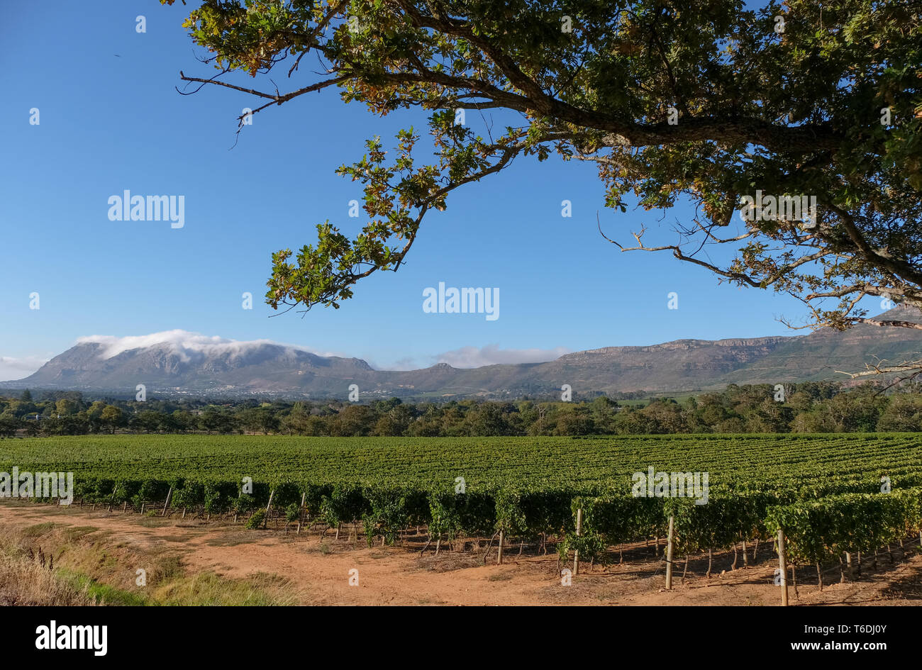 Foto di vigneti a Groot Constantia, Cape Town, Sud Africa, presa su una chiara mattina presto, con le montagne sullo sfondo. Foto Stock