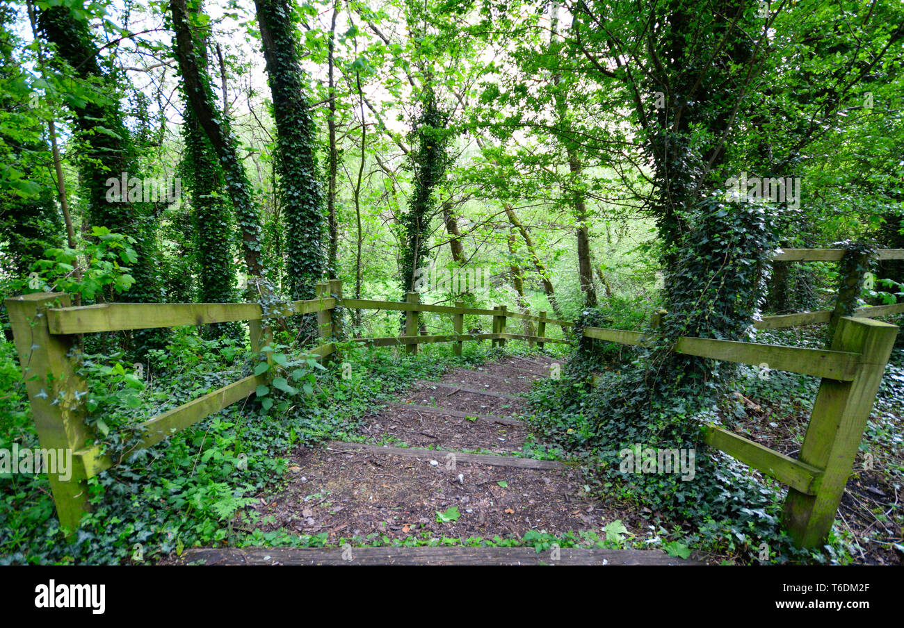 Foresta verde Foto Stock