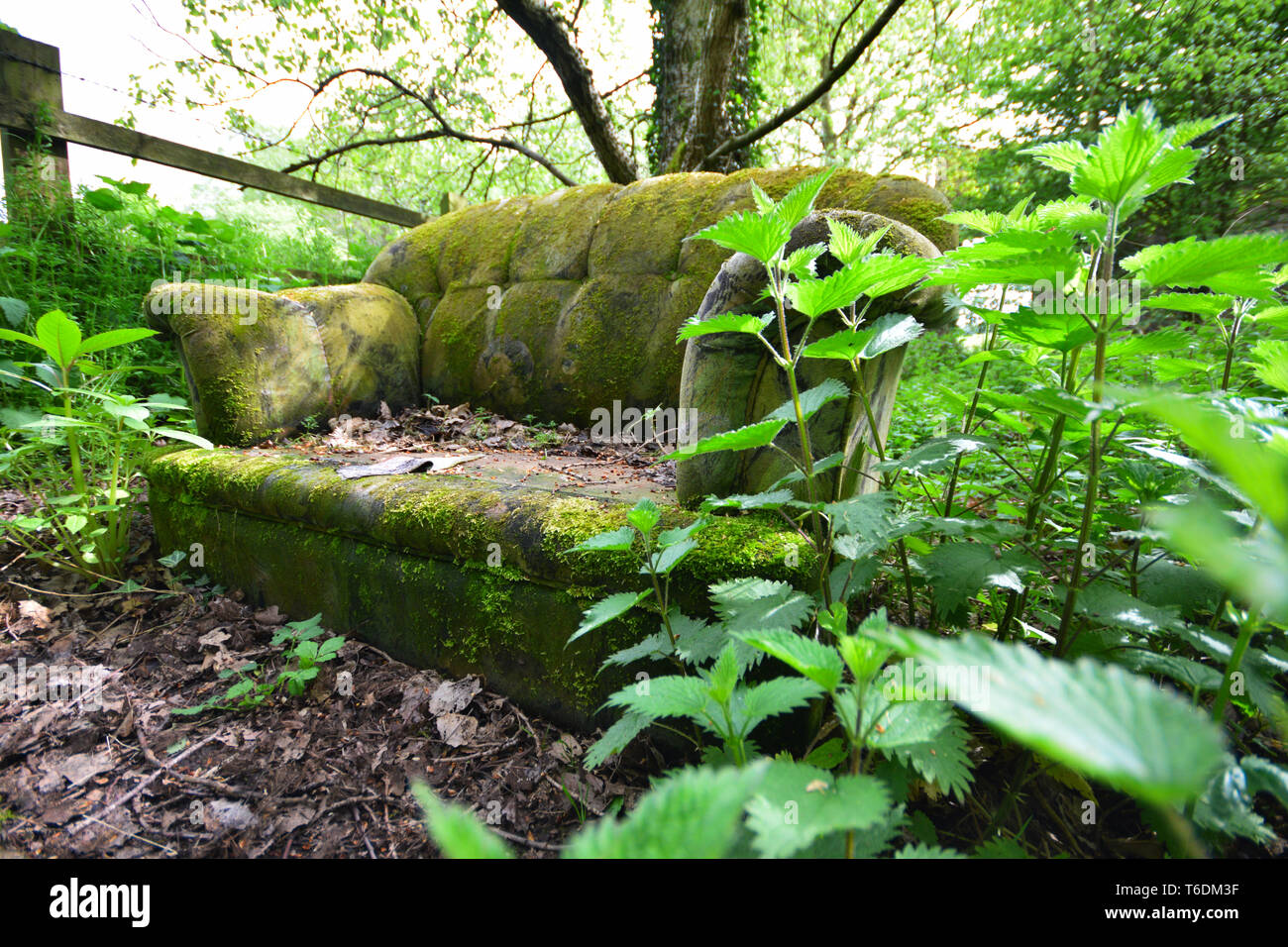 Foresta verde Foto Stock