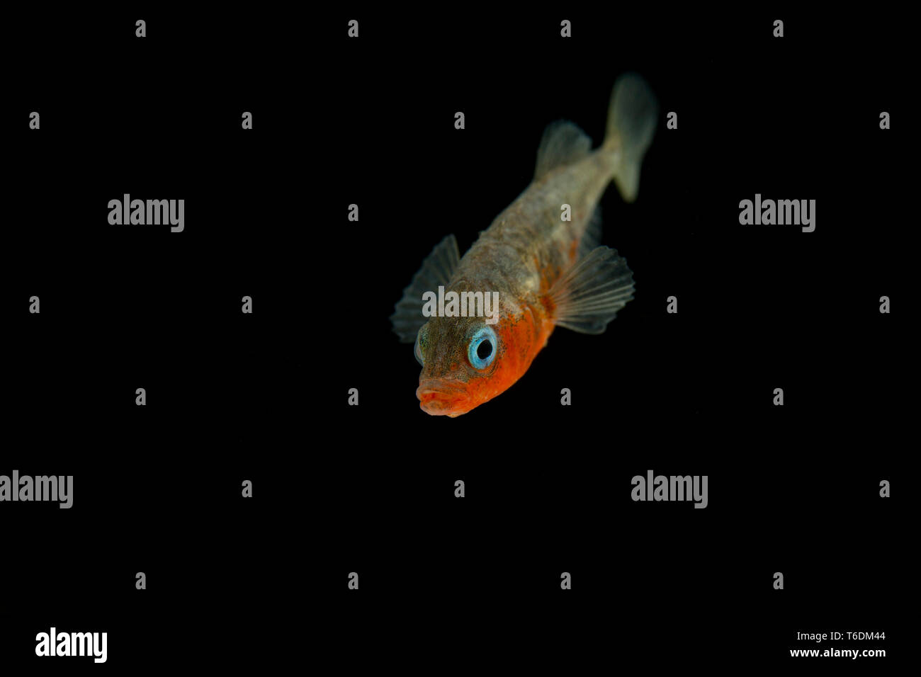 Un maschio di tre-spined stickleback, Gasterosteus aculeatus, nei suoi colori allevamento fotografati contro uno sfondo nero. I tre-spined stickleback Foto Stock