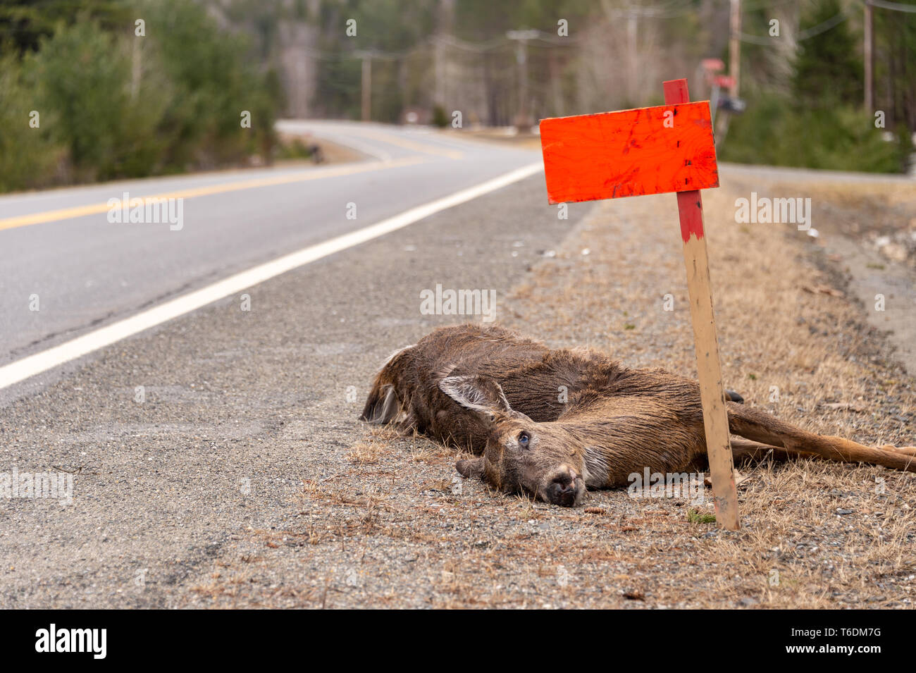Dead White-tailed deer colpita da una vettura che giace sulla strada in Quebec, Canada Foto Stock