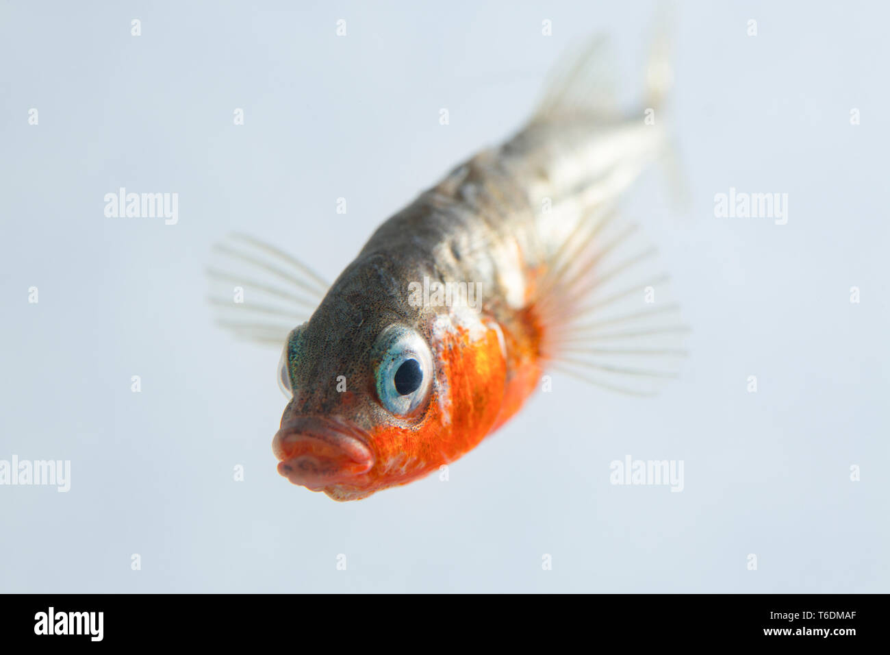 Un maschio di tre-spined stickleback, Gasterosteus aculeatus, nei suoi colori allevamento fotografati contro uno sfondo bianco. I tre-spined stickleback Foto Stock