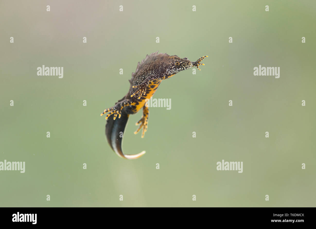Un maschio grande tritone crestato (Triturus cristatus) nuoto. Fotografato durante la stagione della riproduzione. Fotografato in condizioni controllate Foto Stock