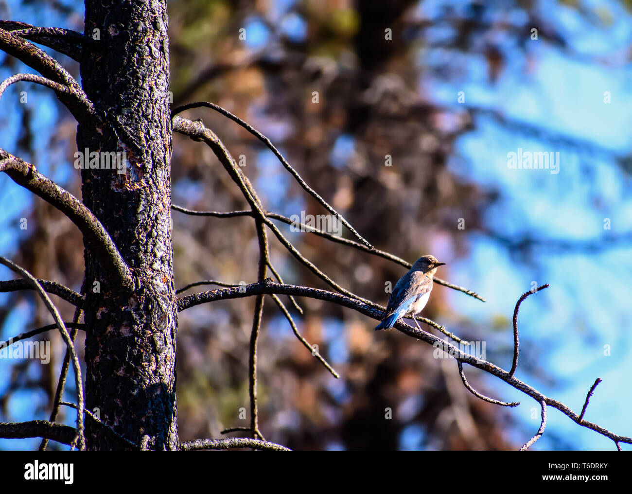 Bella Giovane Femmina Bluebird di montagna (Sialia currucoides) arroccato nella struttura ad albero Foto Stock