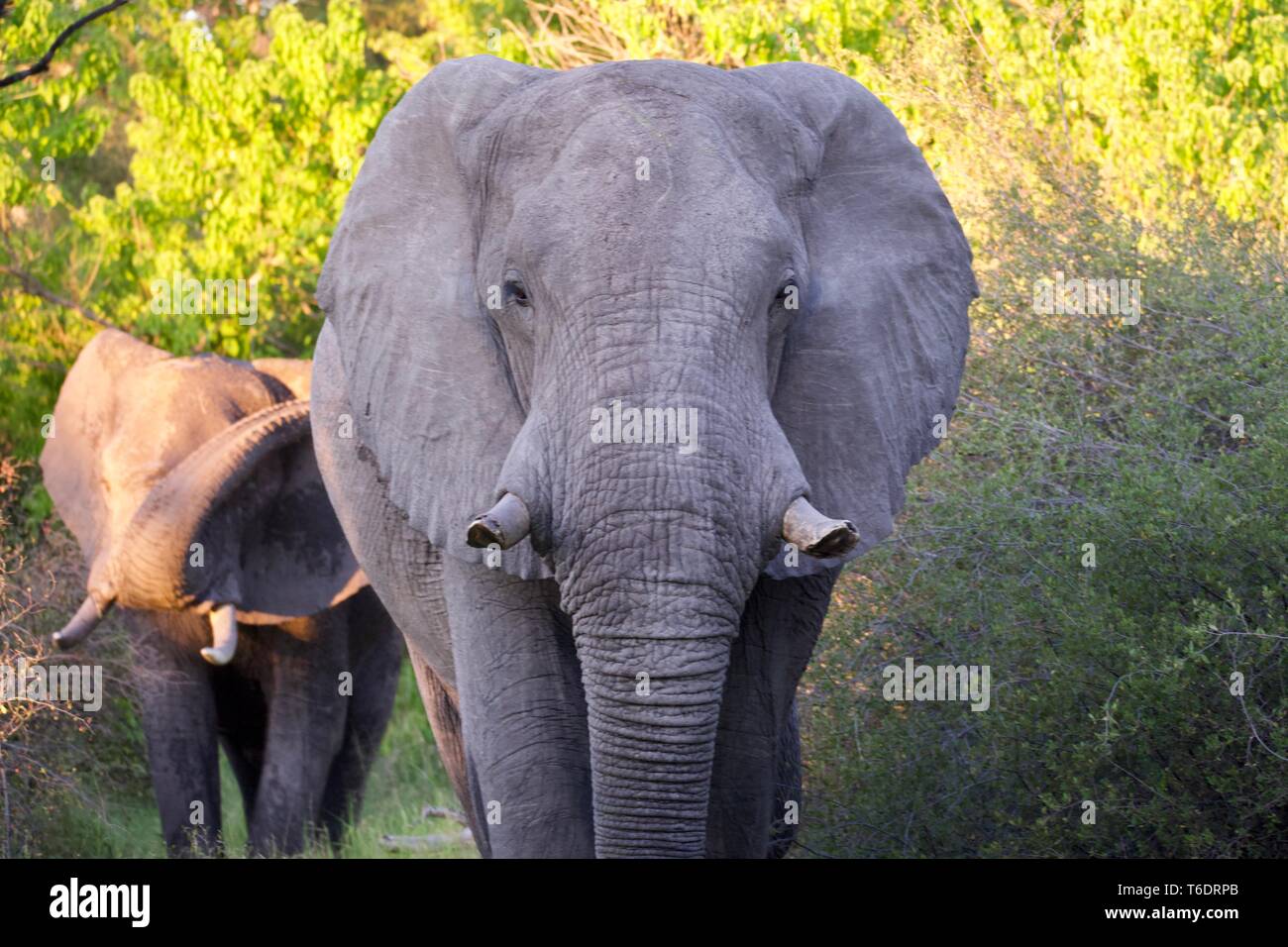 Elefante africano a Moremi Game Reserve Foto Stock