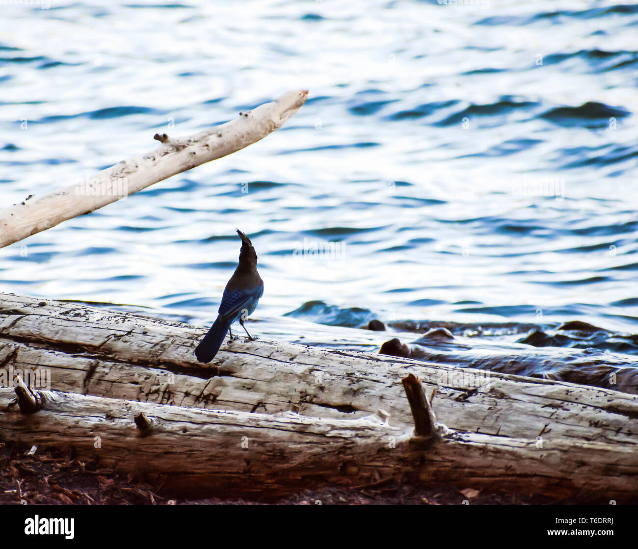 Adulto Steller Jay (Cyanocitta stelleri) appollaiato sul log durante la visualizzazione con la riva del lago Suttle, Oregon Foto Stock