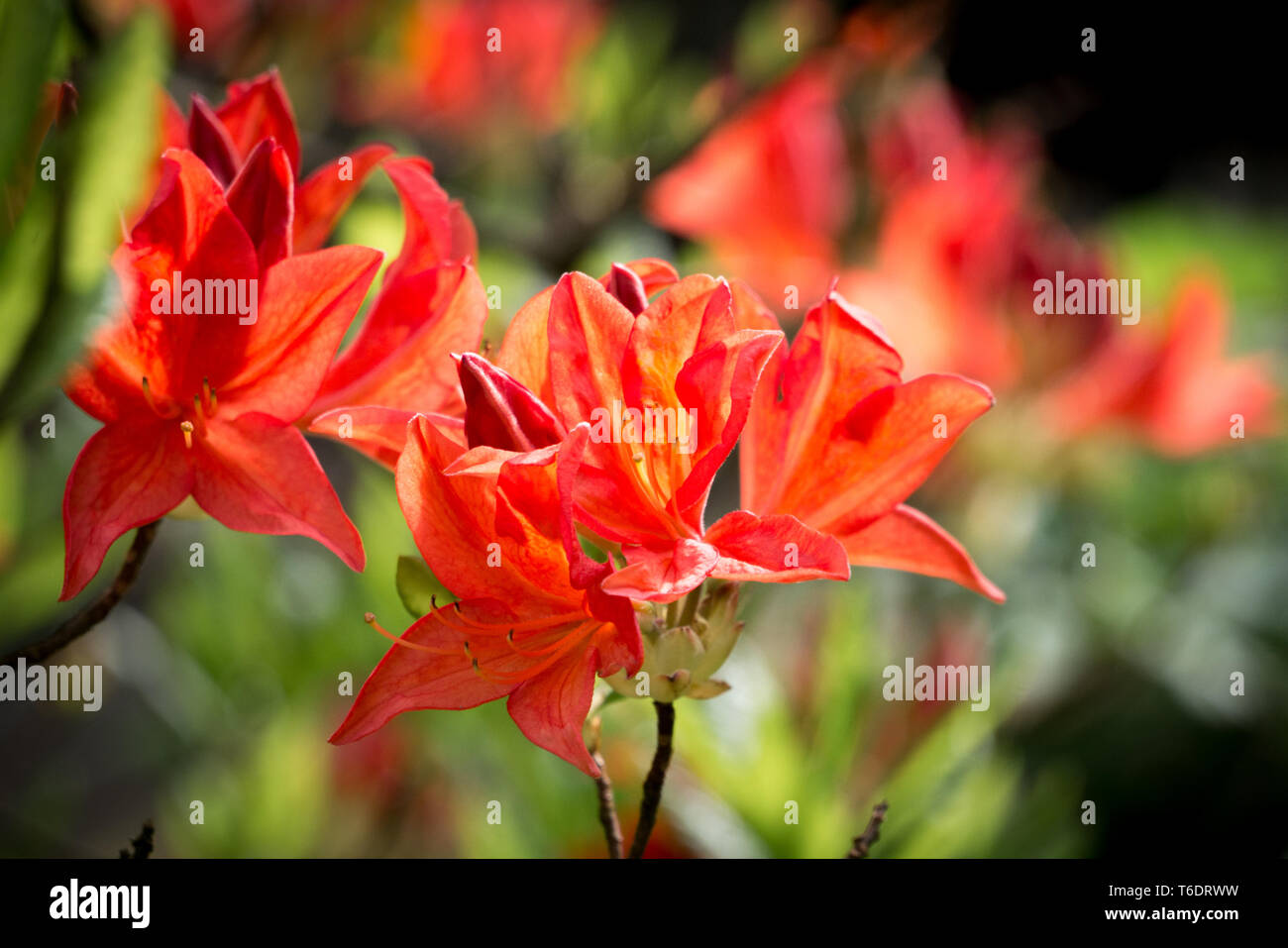 Brillante arancio Azalea Foto Stock