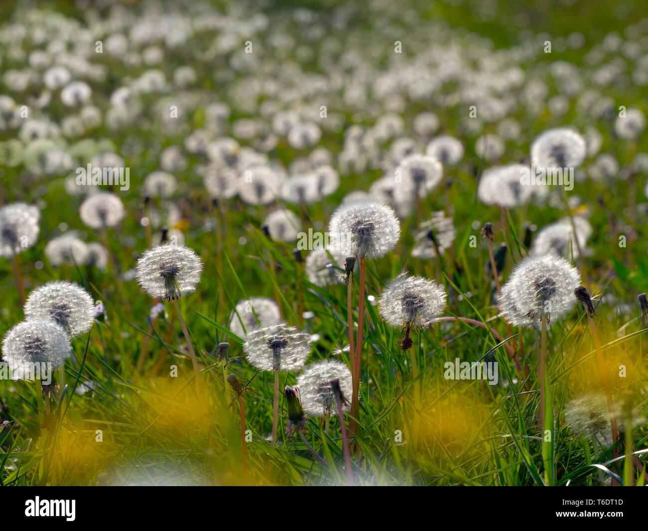 Tarassaco Taxaxacum officinale teste di seme e fiori Foto Stock