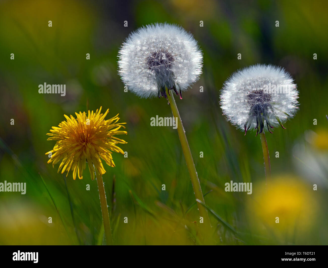 Tarassaco Taxaxacum officinale teste di seme e fiori Foto Stock