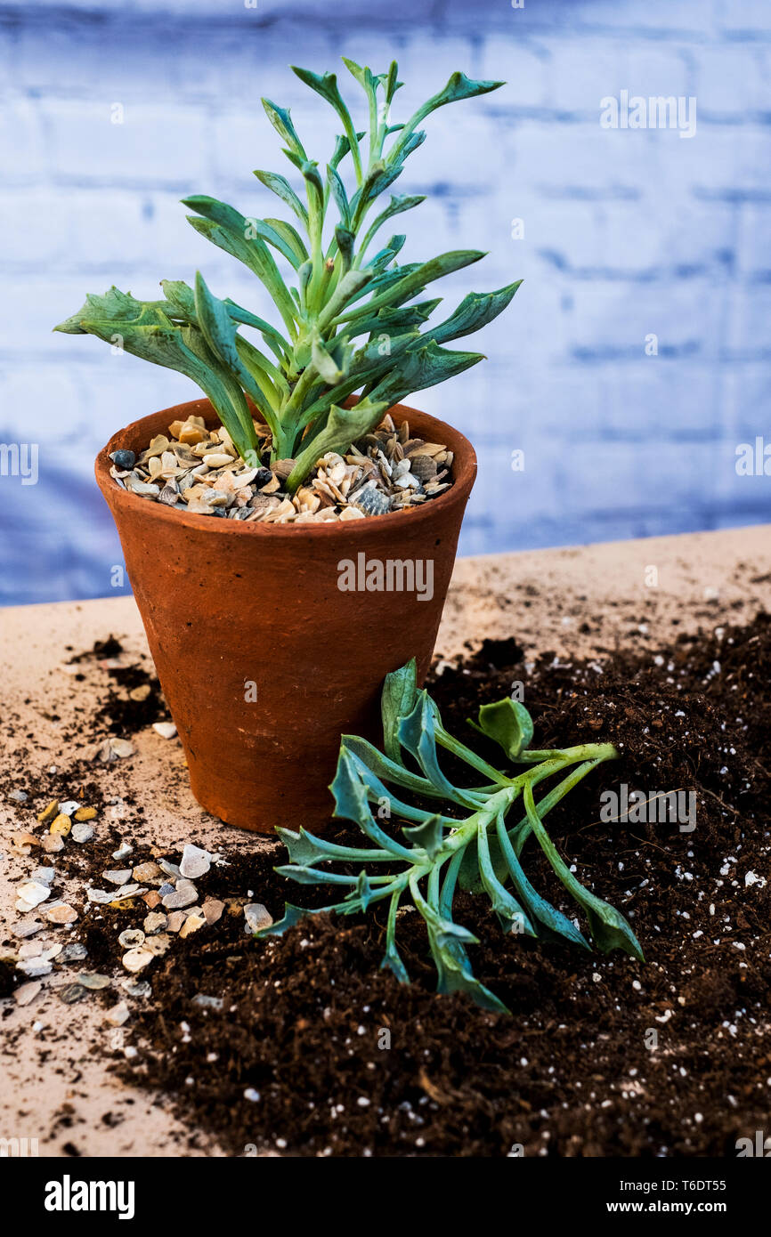 Angolo alto ravvicinata di una pentola di terracotta con succulenti piante succulente con suolo attaccata alla radice. Foto Stock