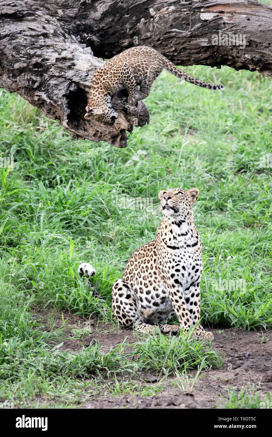 Una madre di leopard, Panthera pardus, siede sulla terra e guarda al suo cub che sorge su di un registro Foto Stock