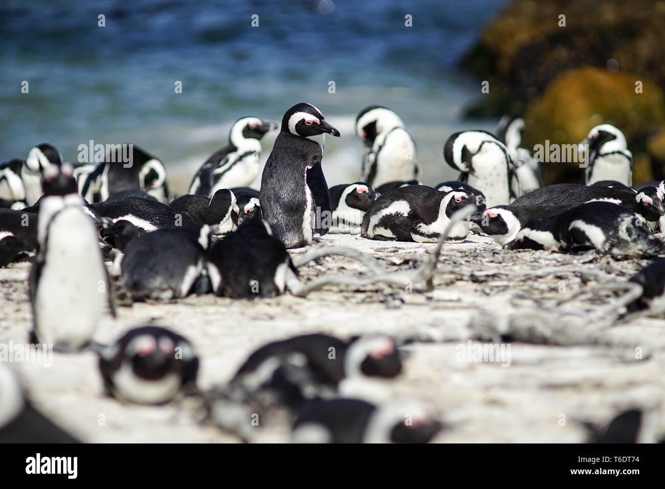 Colonia di pinguini in Bettys Bay, Sud Africa Foto Stock