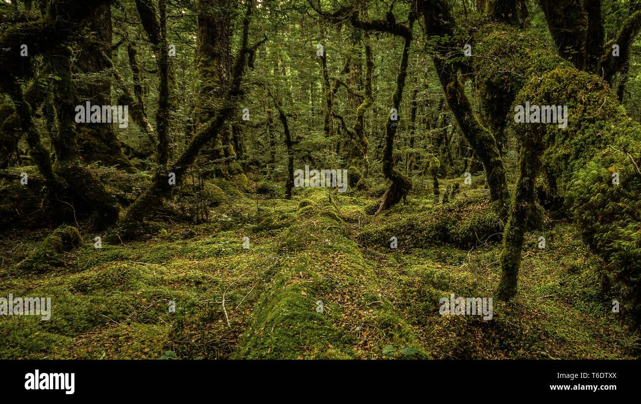 Foresta in Milford Sound, Nuova Zelanda Foto Stock