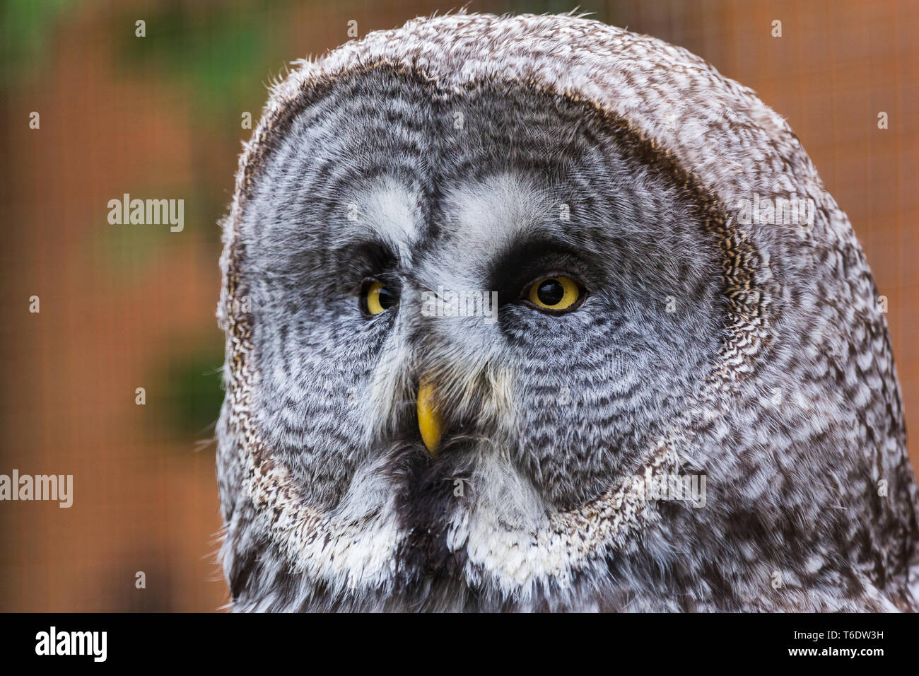 Gli occhi gialli di un grande gufo reale sguardo al di fuori del telaio durante la primavera del 2019 in Norfolk, Inghilterra. Foto Stock
