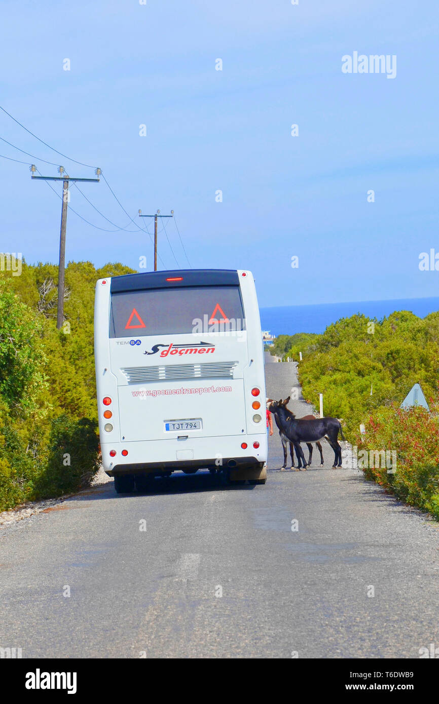 Penisola Karpas, turca di Cipro Nord - 3 OTT 2018: due asini selvatici permanente sulla strada da autobus turistico. I turisti possono toccare e la loro alimentazione Foto Stock