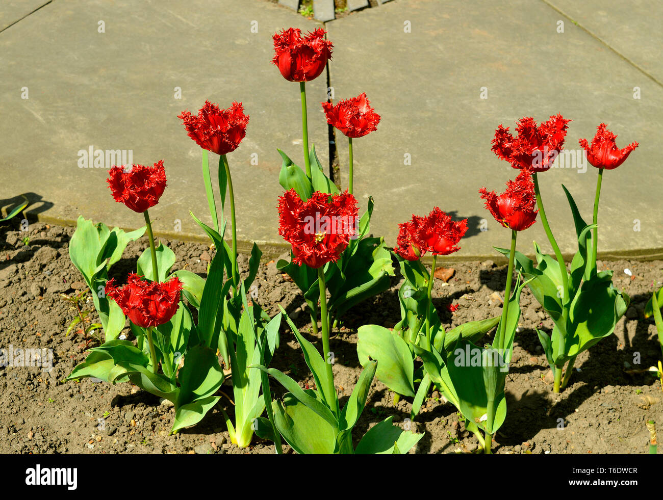 Red Parrot gruppo tulipani nome latino Tulipa varietà re leone Foto Stock