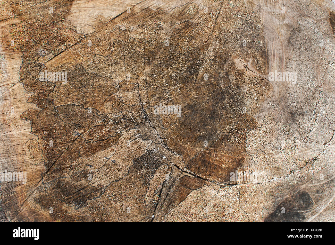 Tagliare la vecchia quercia superficie closeup come sfondo naturale Foto Stock