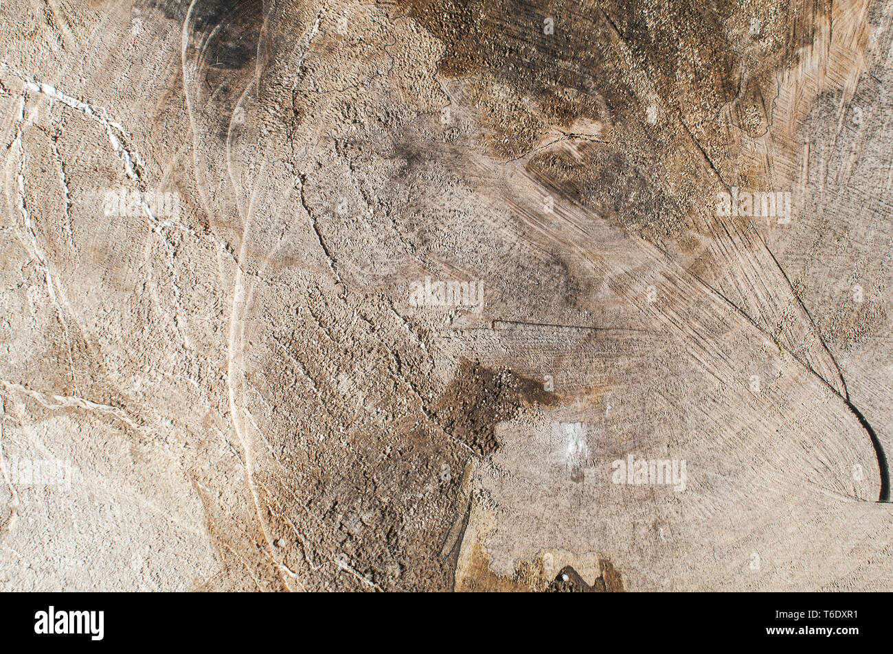 Tagliare la vecchia quercia superficie closeup come sfondo naturale Foto Stock