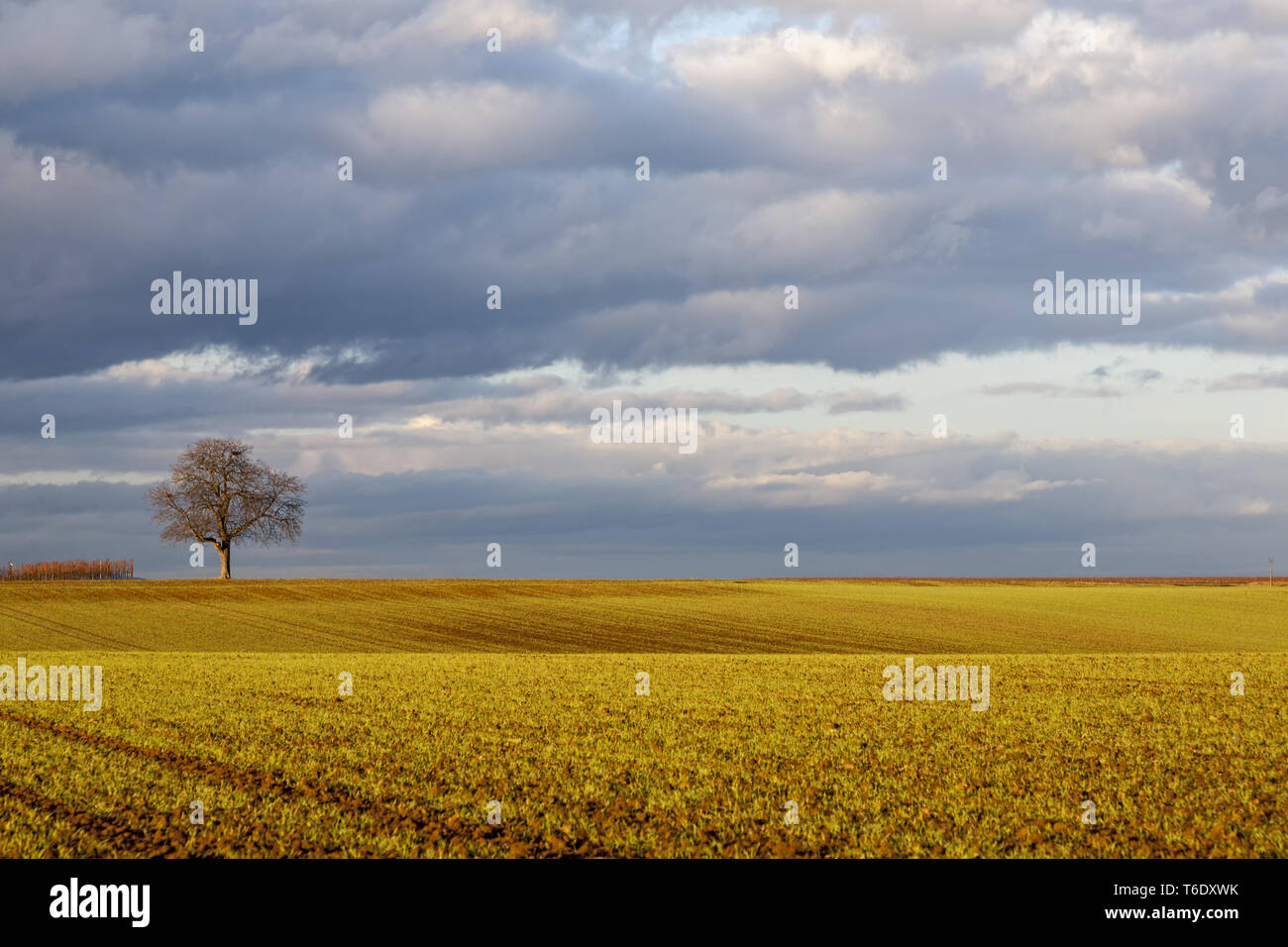 Walnut Tree (Juglans regia) nella luce della sera Foto Stock