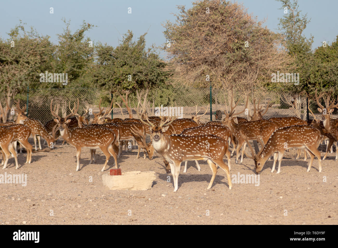 Cervi asse a Sir Bani Yas Island, l'Arabian Wildlife Park, Abu Dhabi, Emirati arabi uniti Foto Stock