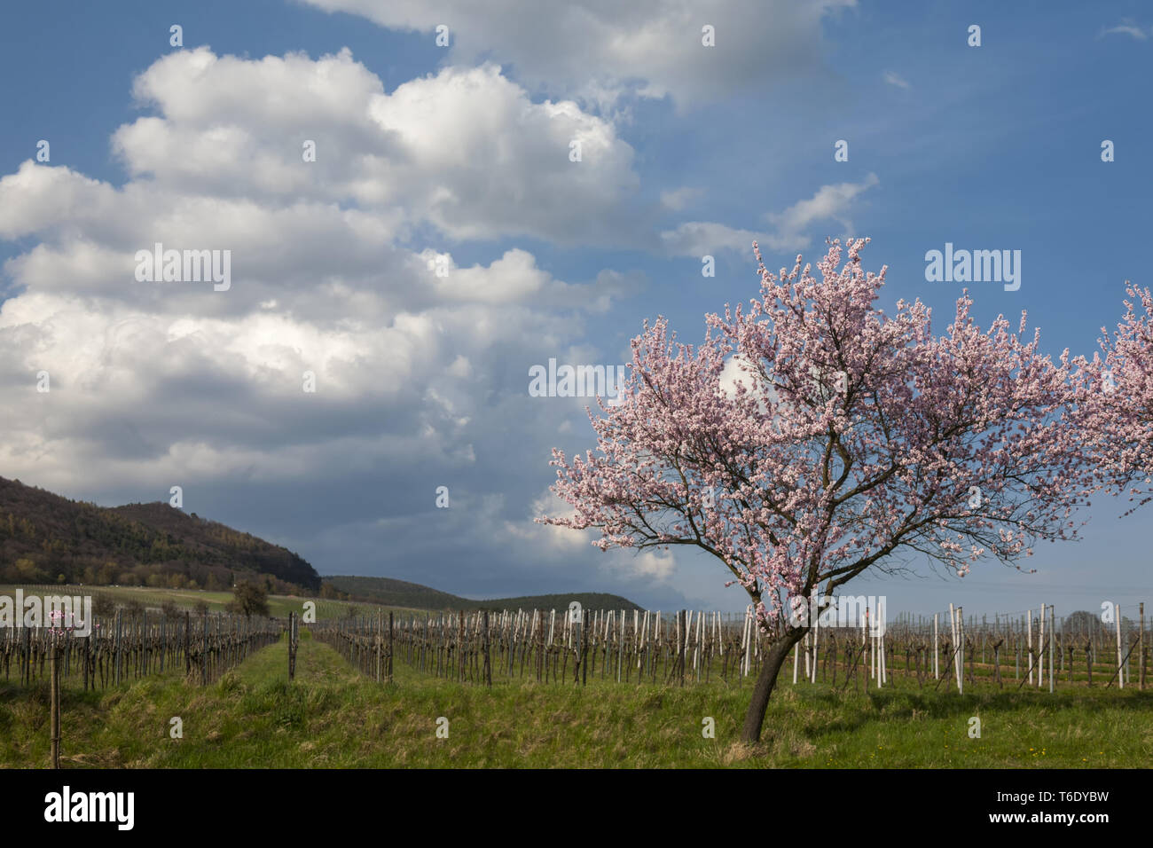 Mandorlo blossom (Prunus dulcis) nel sud del Palatinato Foto Stock