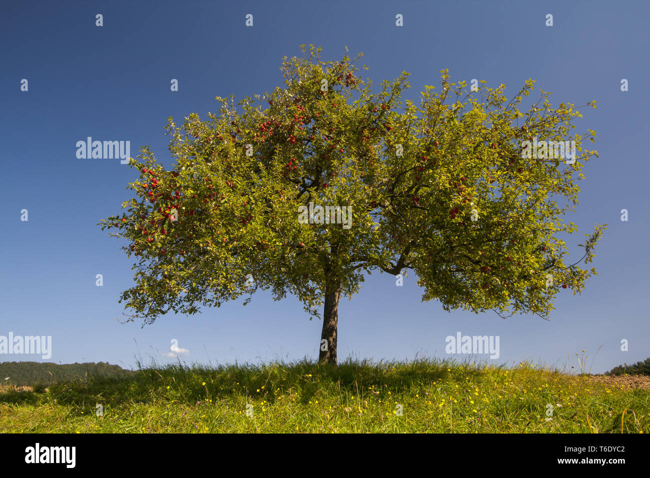 Apple tree (malus domestica) Foto Stock