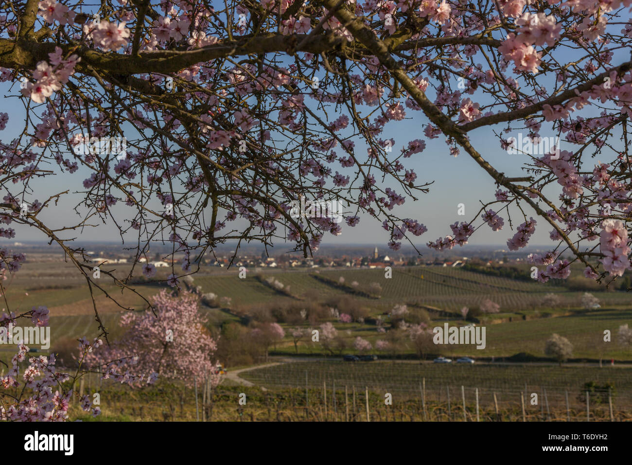 Mandorlo blossom (Prunus dulcis) Foto Stock