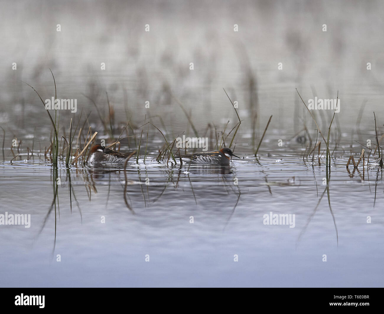 Rosso Colli, phalarope Phalaropus lobatus Foto Stock