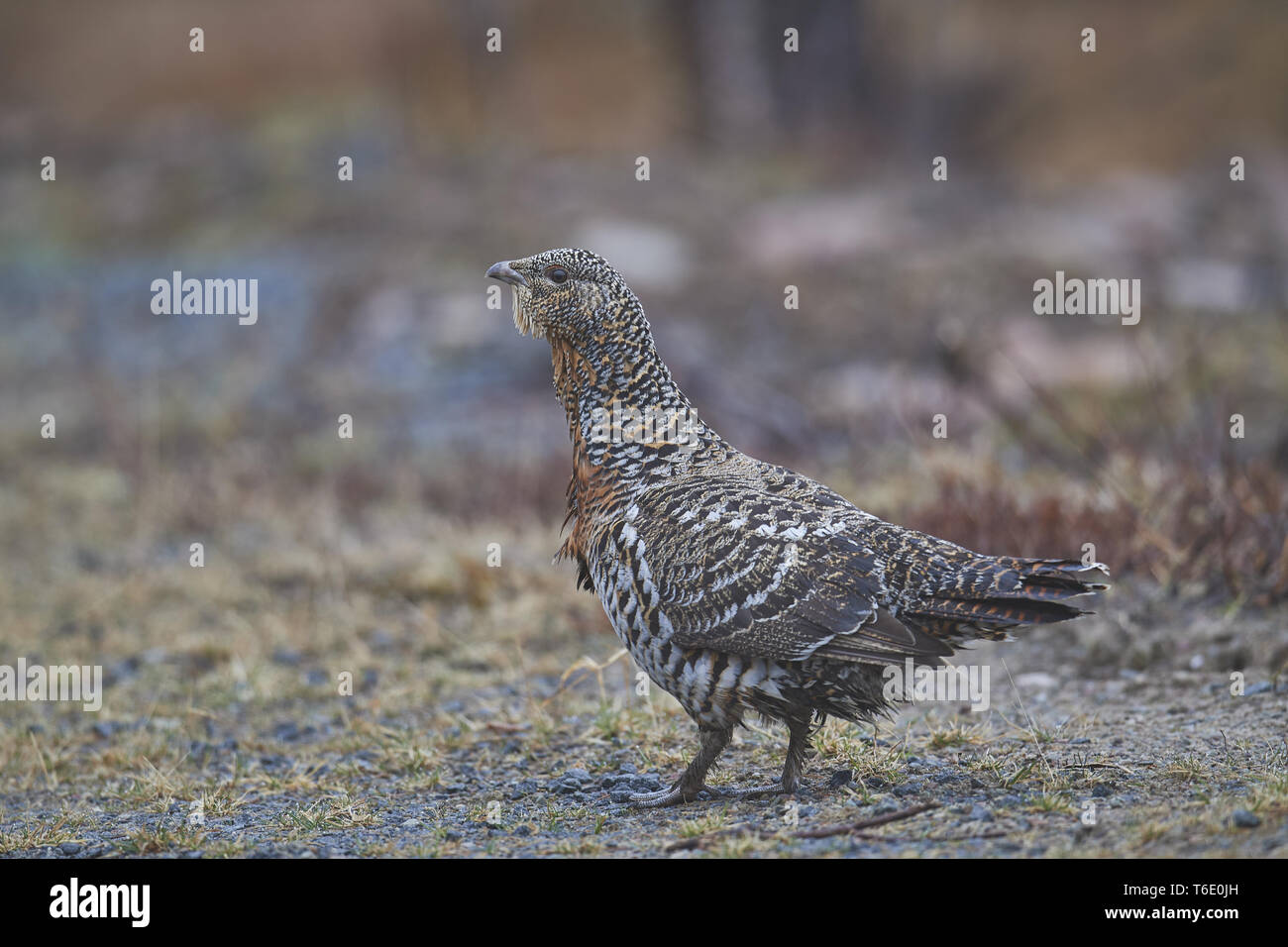 Gallo forcello o blackgame o blackcock (Tetrao tetrix) Foto Stock