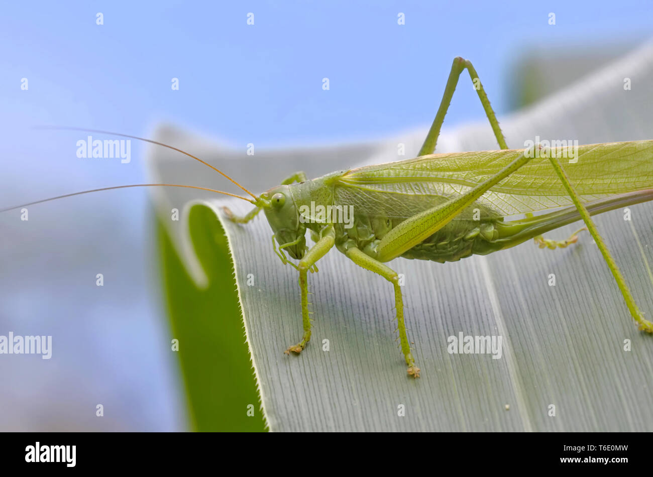 Grande macchia verde-cricket Foto Stock
