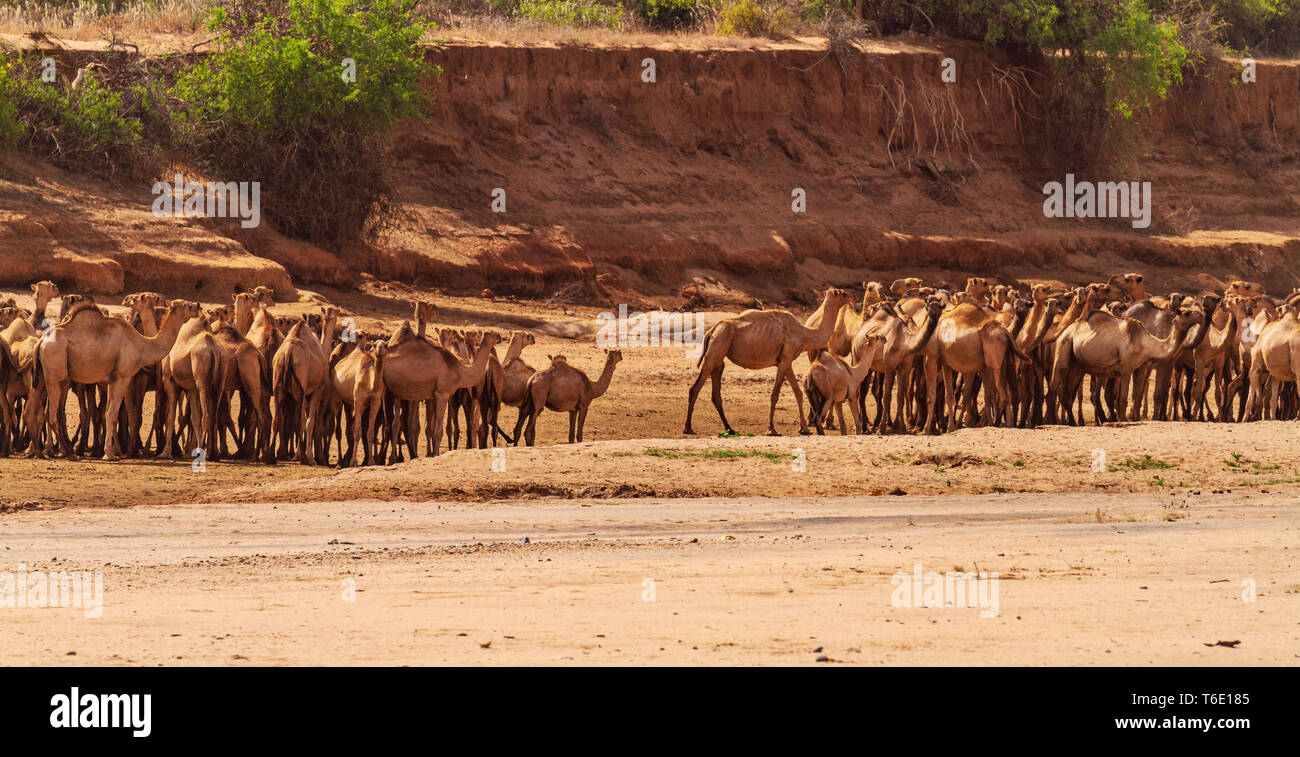 Camelus Cammello Dromedario allevamento con gli allevatori di bestiame, secco riverbed. Samburu riserva nazionale, Kenya, Africa orientale Foto Stock