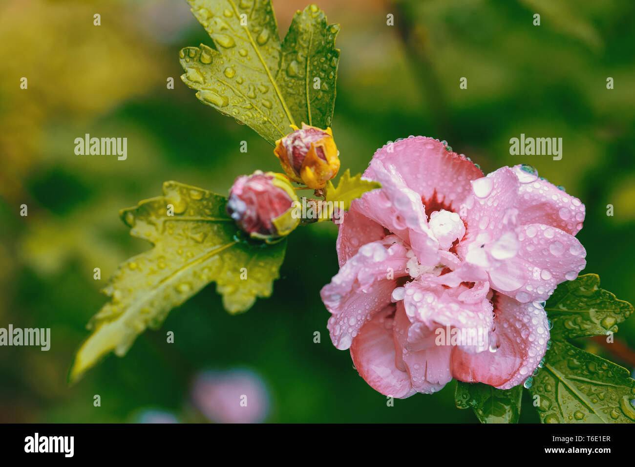 Bella viola di fiori di ibisco Foto Stock