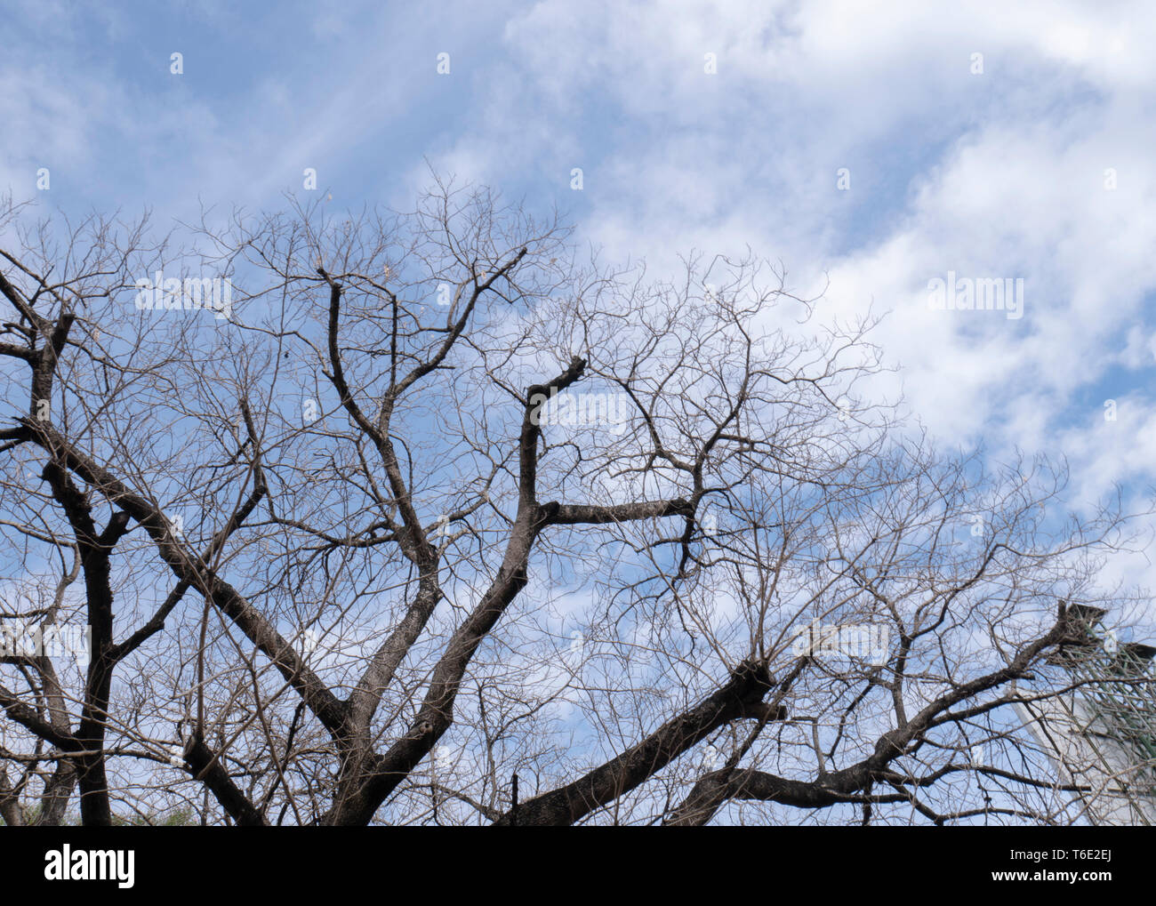 Still Life, albero morto, albero nana, circondato da un cielo blu, il cielo pieno di nuvole bianche, giorno chiaro e pieno di colori Foto Stock