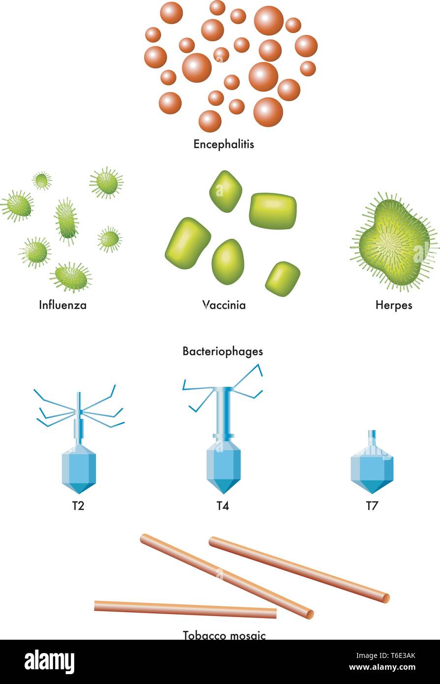 Illustrazione medica di alcuni tipi di virus Illustrazione Vettoriale