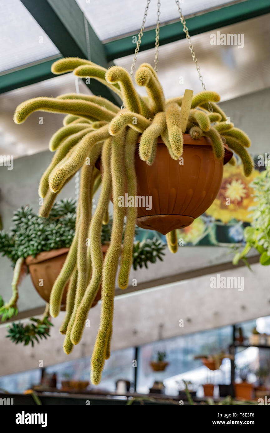 Rare cactus esotiche Foto Stock