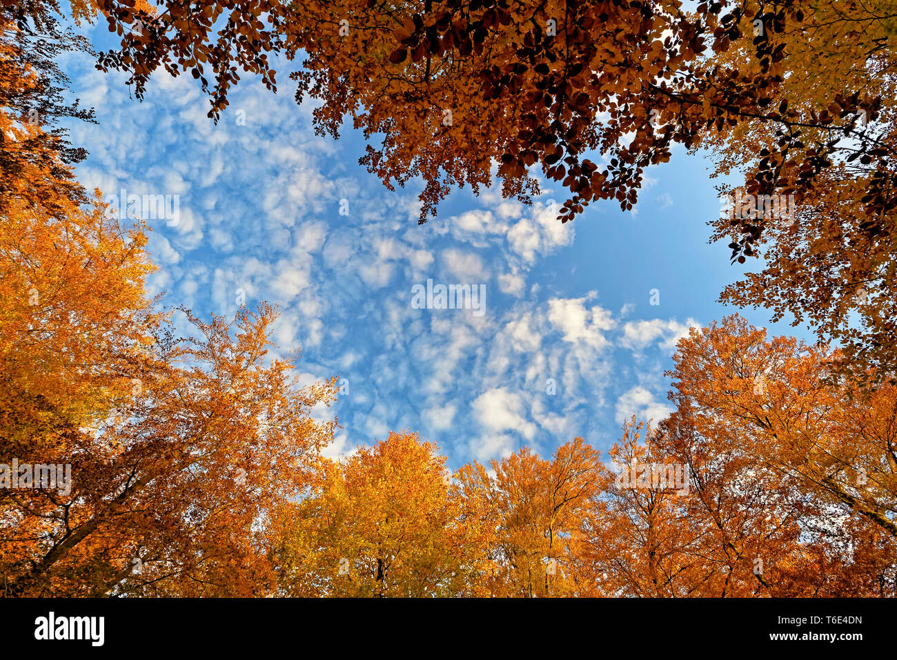 Indian summer Foto Stock