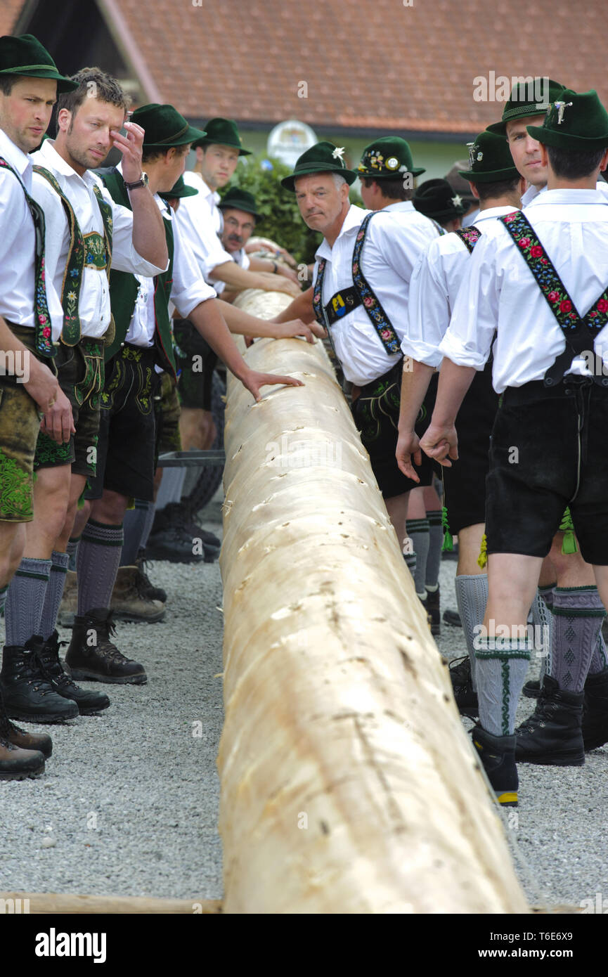 Impostazione del Maipole, una tradizione bavarese, Germania Foto Stock
