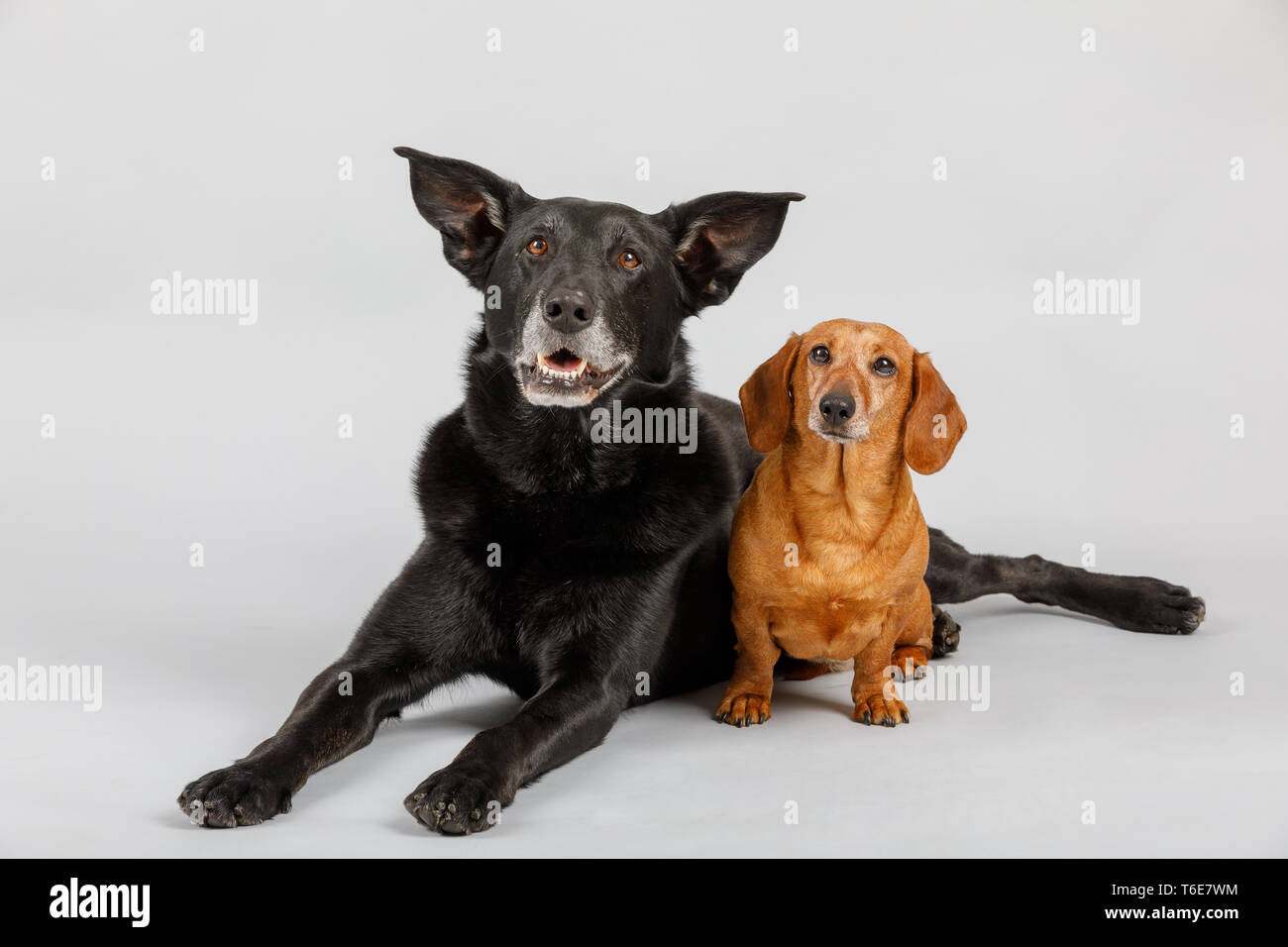 Incroci e cane bassotto migliori amici Foto Stock