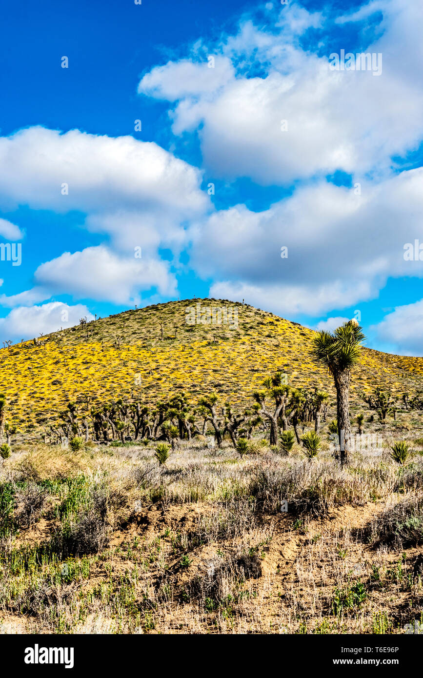 Una collina di fiori selvatici giallo dietro alberi di Joshua del Mojave Desert. Foto Stock