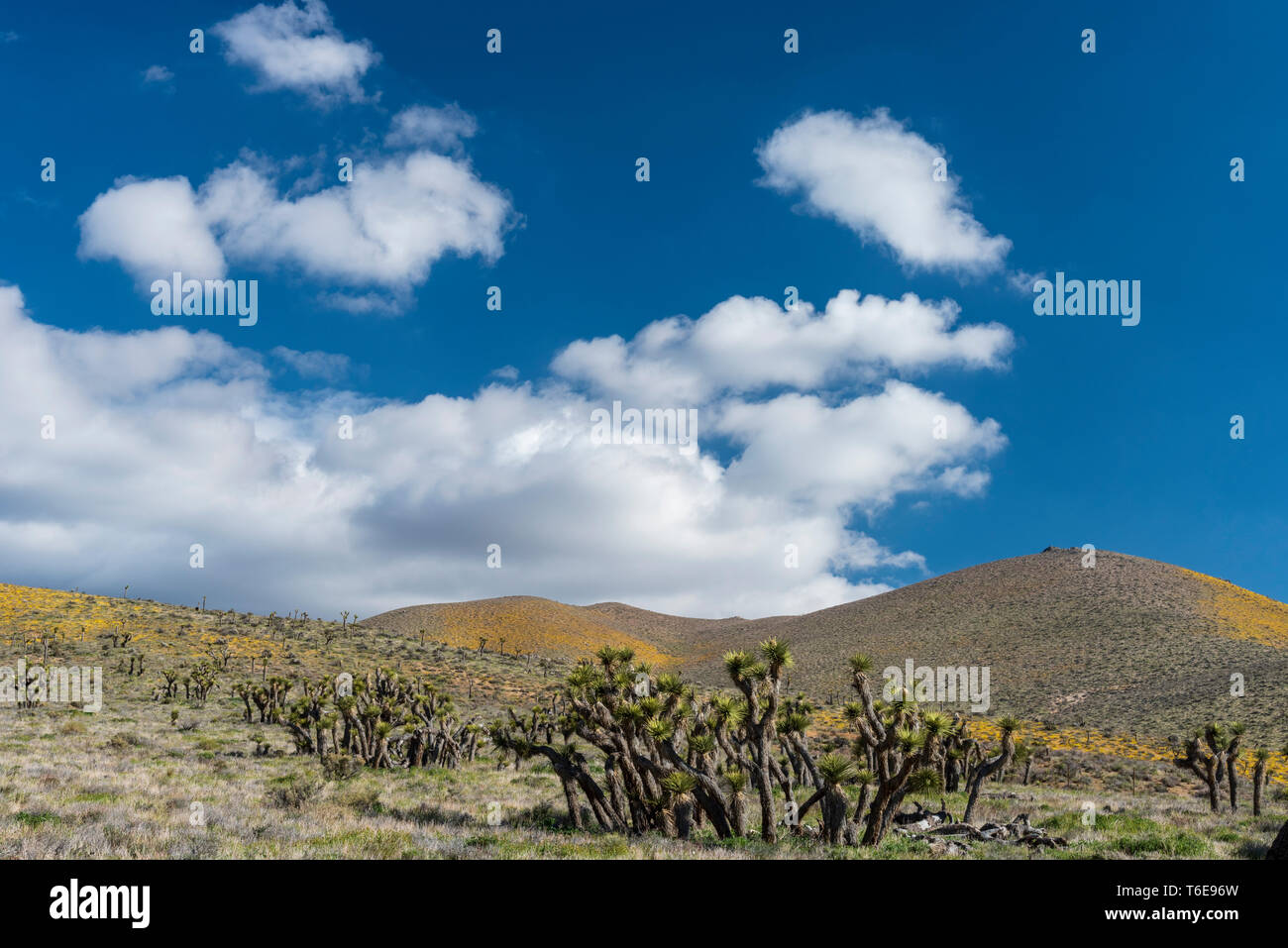Joshua alberi che crescono sulle colline del Deserto Mojave Foto Stock