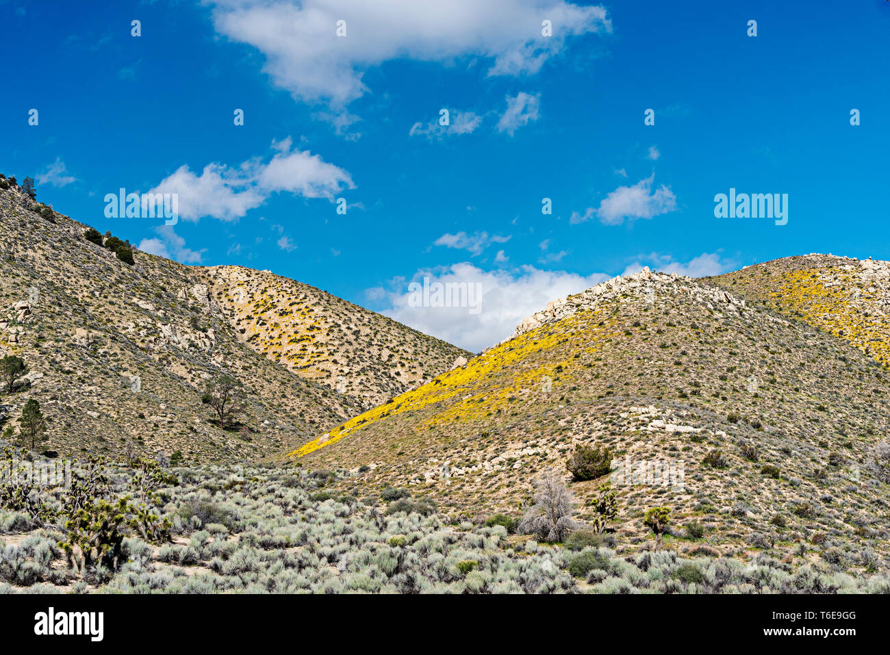 Sagebrush e cactus che conduce alla collina ricoperta in primavera fiori selvatici giallo sotto un cielo azzurro con soffici nuvole. Foto Stock