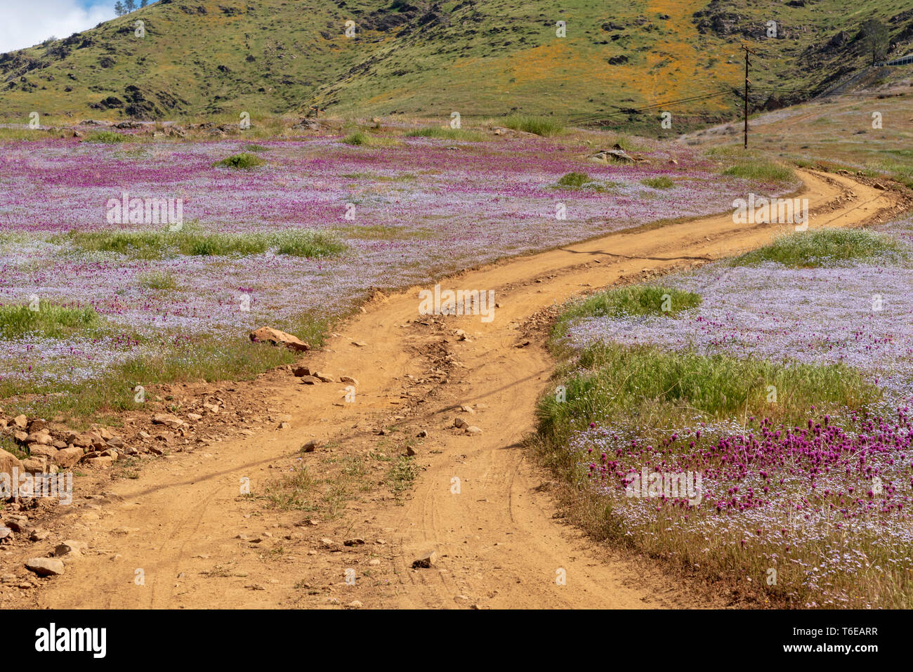 I campi di fiori selvatici con la strada sterrata che conduce verso il verde delle colline. Foto Stock