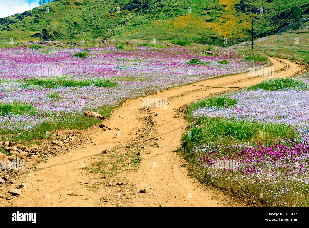 Paese strada che conduce attraverso i prati di fiori selvatici verso le montagne verdi al di là. Foto Stock
