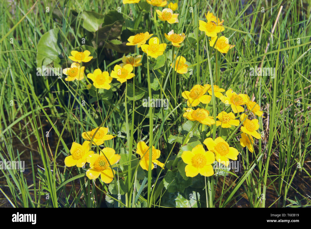 Kingcup o marsh calendula, Caltha palustris Foto Stock