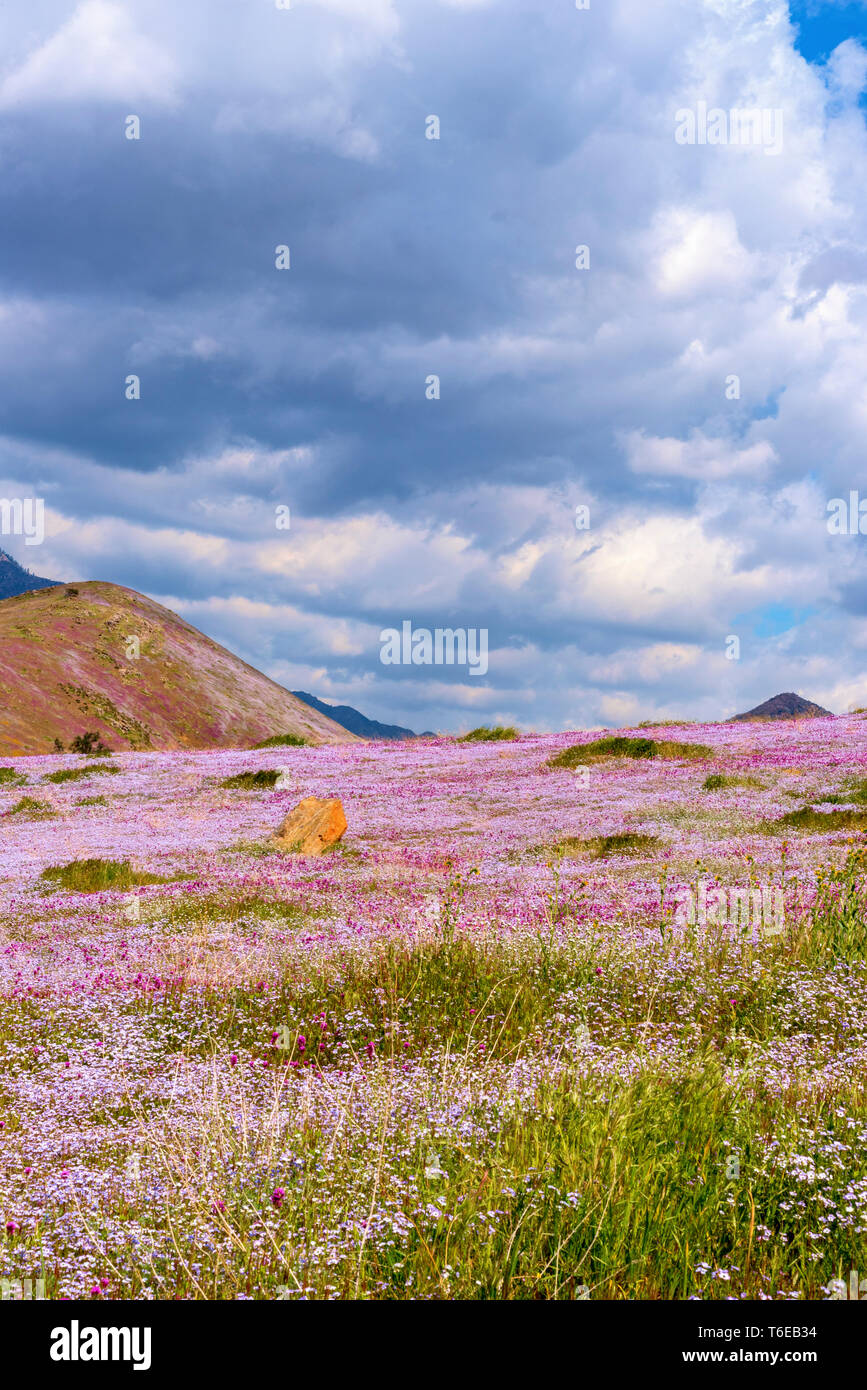 Prato di montagna fiori selvatici primaverili sotto il cielo nuvoloso. Foto Stock