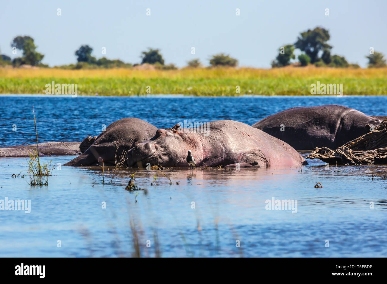 Chobe National Park, Botswana Foto Stock